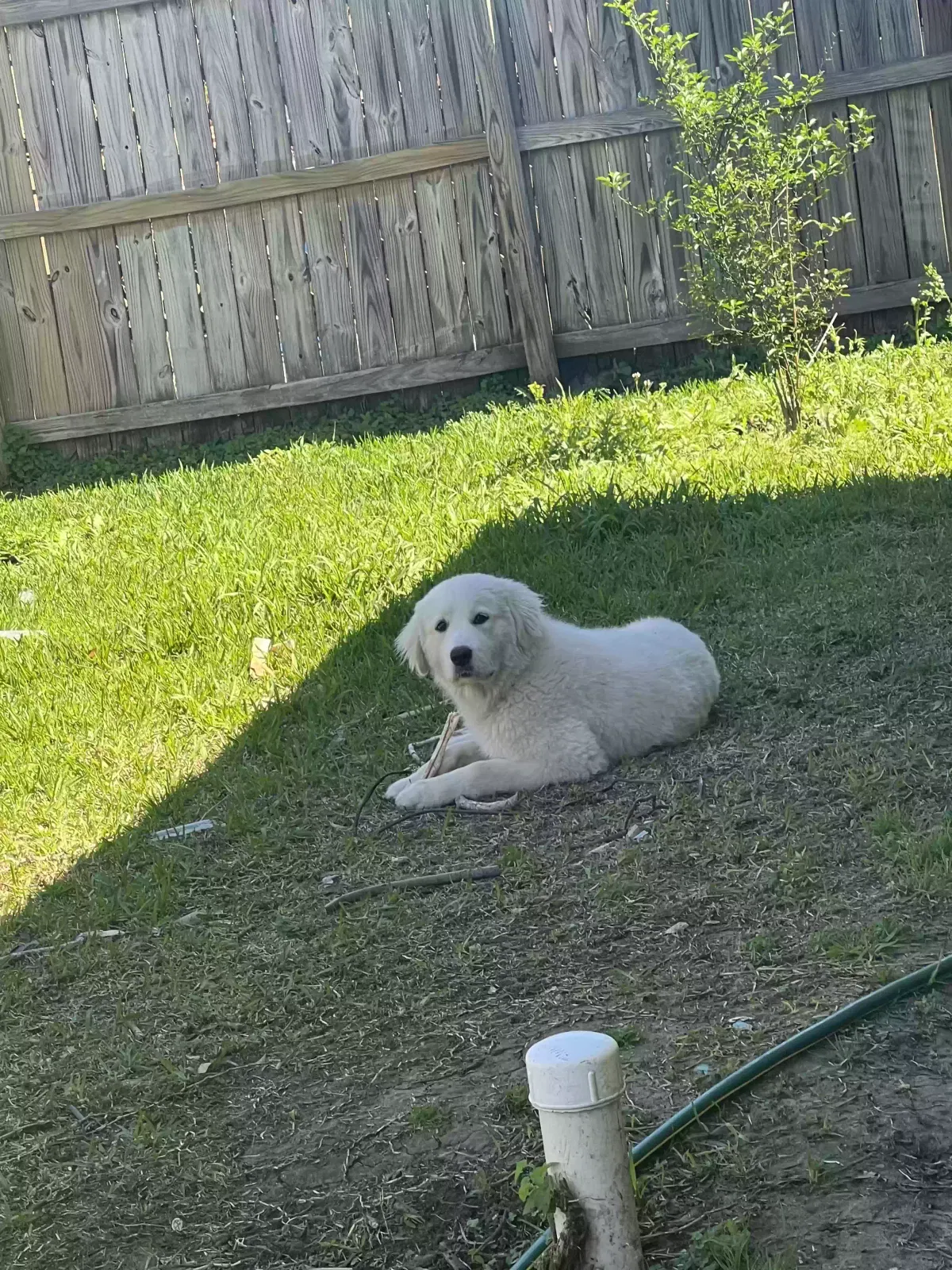 Lost dog in Houston, TX, 77085