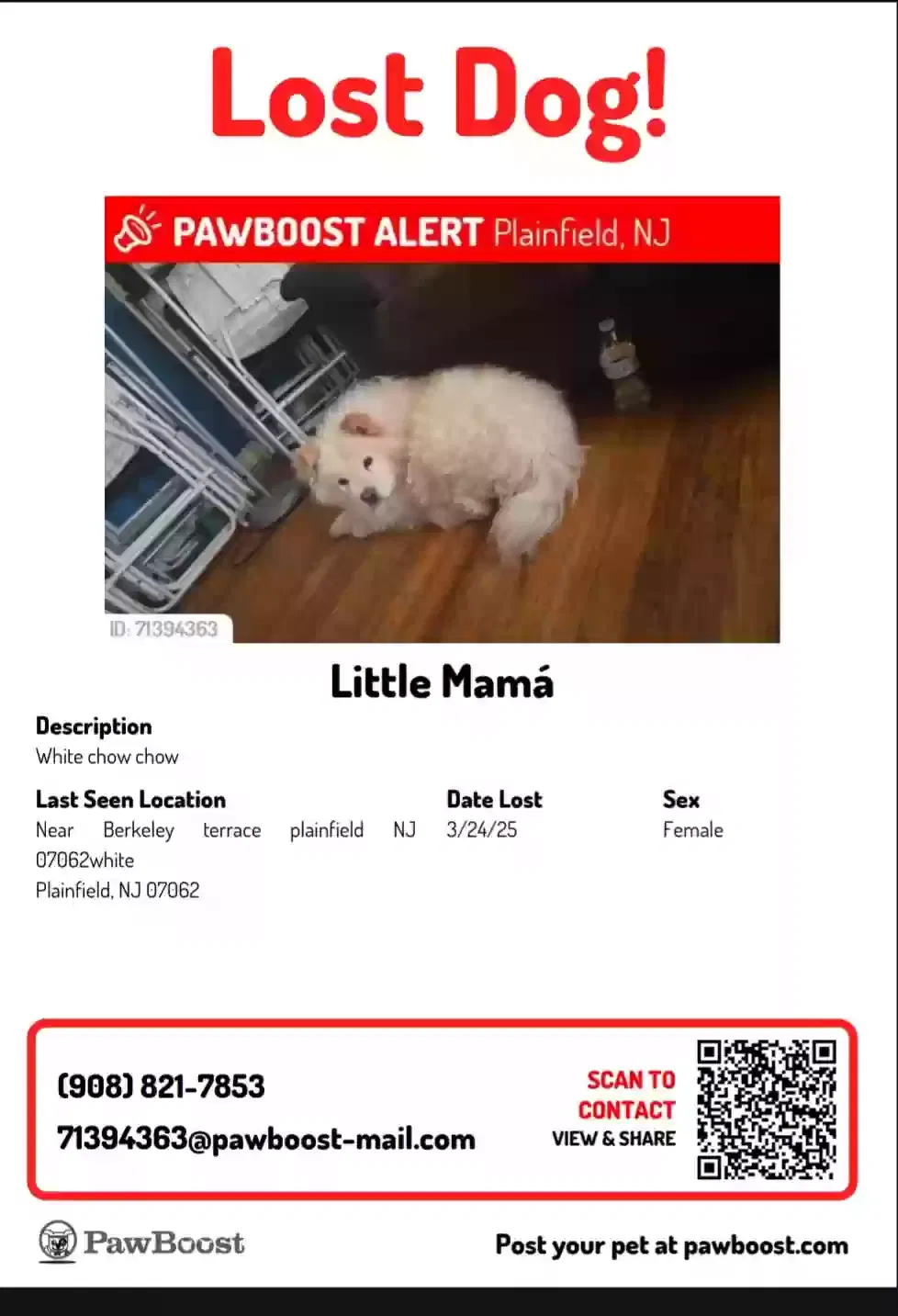 Lost dog in Plainfield, NJ, 7062