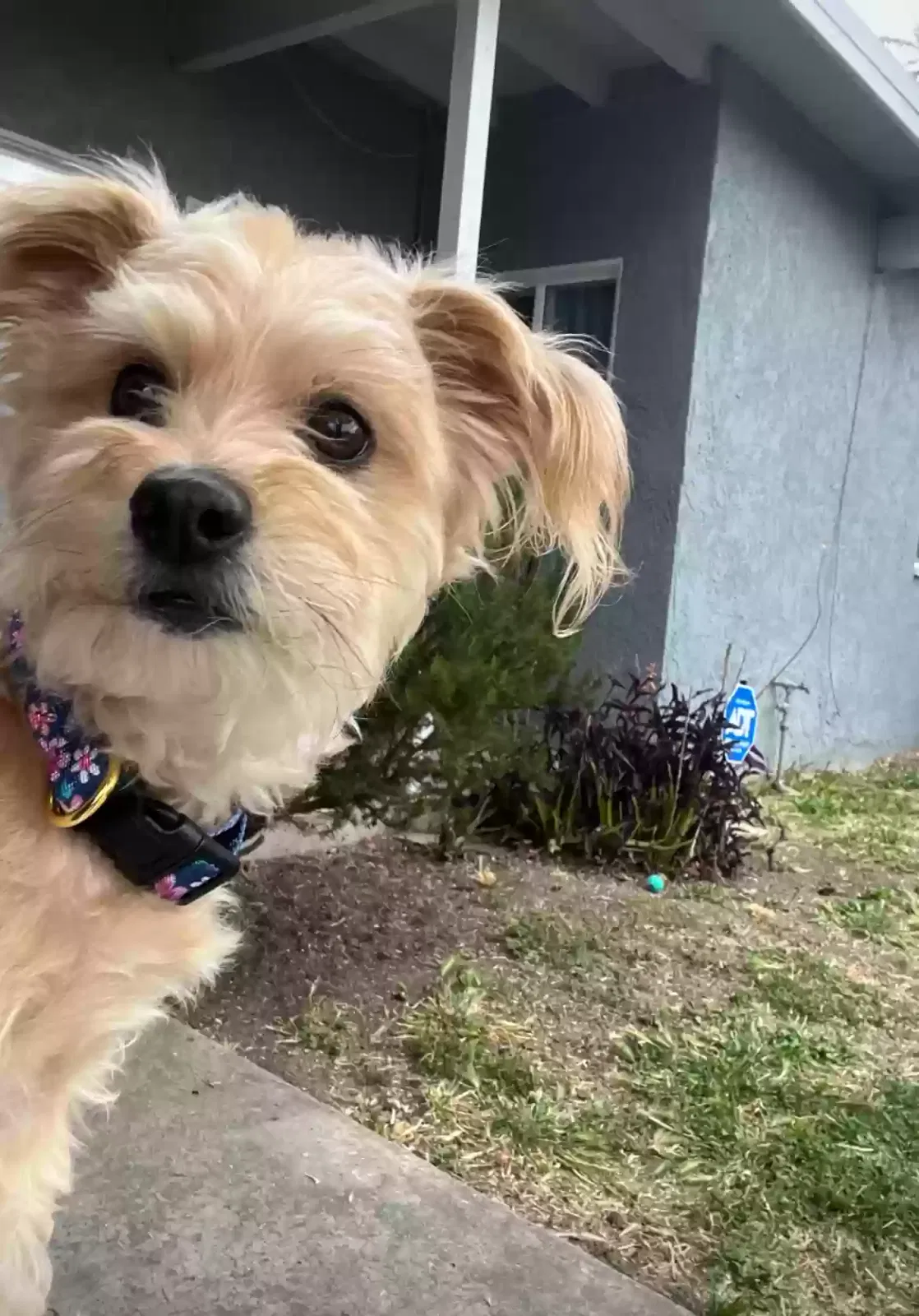 Lost dog in Compton, CA, 90220