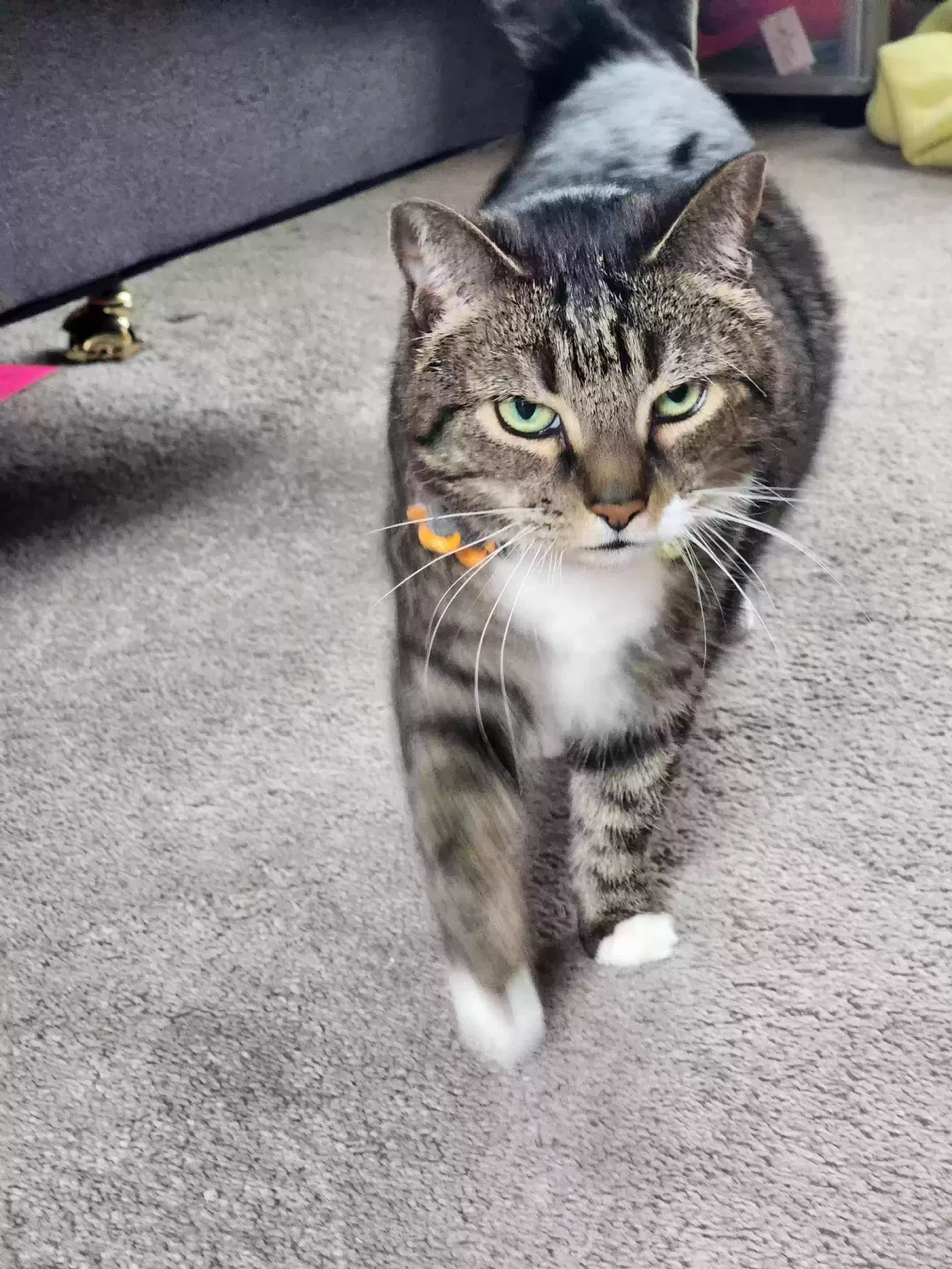 Lost cat in Holtwood, PA, 17532
