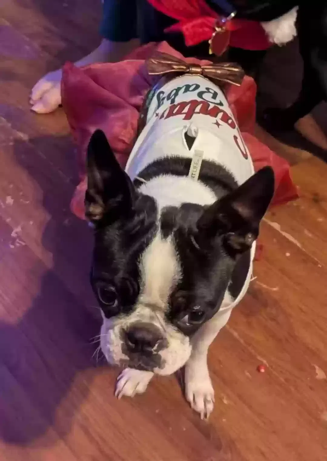 Lost dog in El Reno, OK, 73036