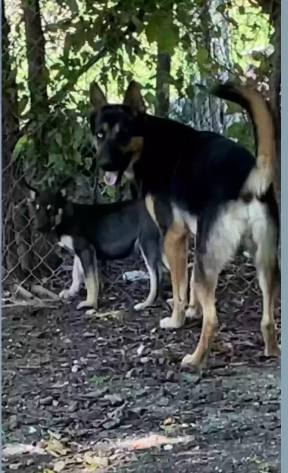 Lost dog in San Antonio, TX, 78204