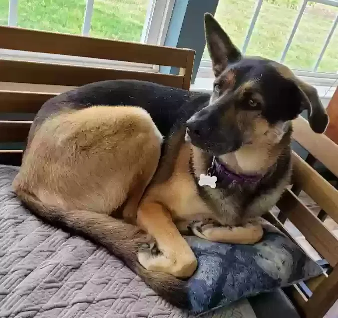 Lost dog in Beltsville, MD, 20705