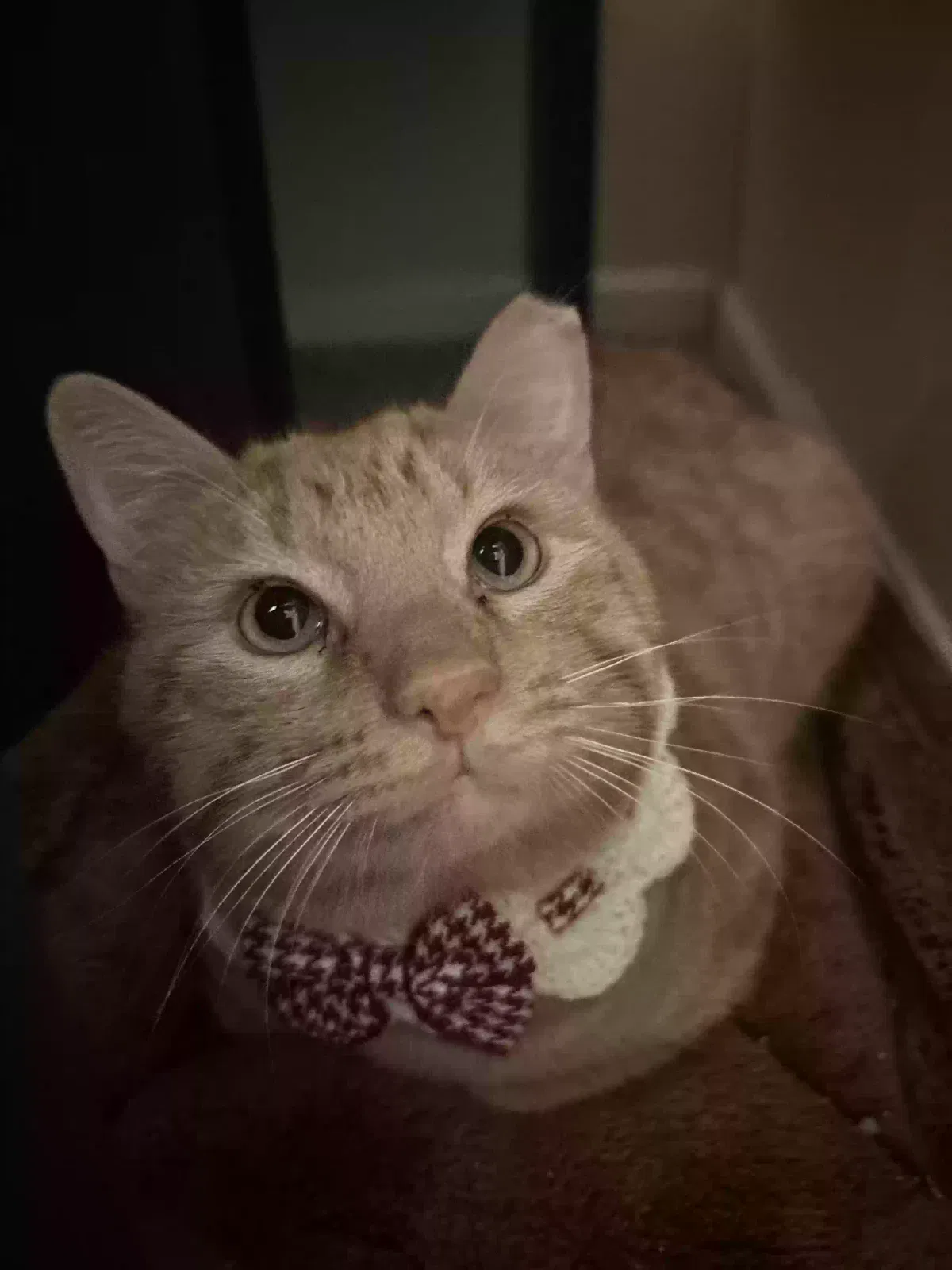 Lost cat in San Antonio, TX, 78240