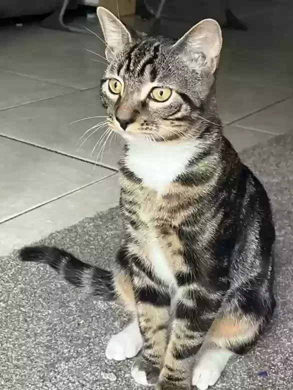 Lost cat in Tampa, FL, 33605