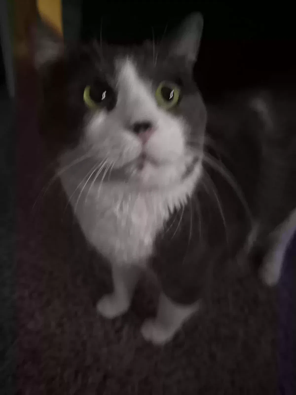 Lost cat in Kennesaw, GA, 30144