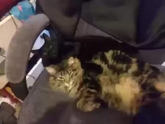 Lost cat in Ellensburg, WA, 98926