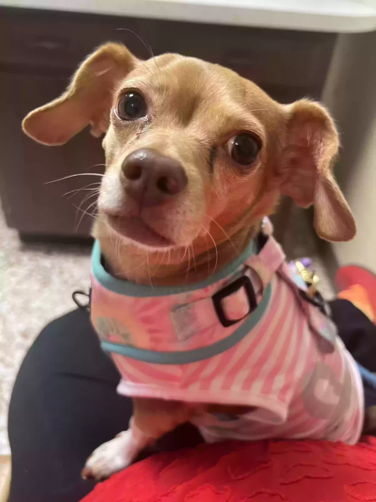 Lost dog in Pleasanton, TX, 78064