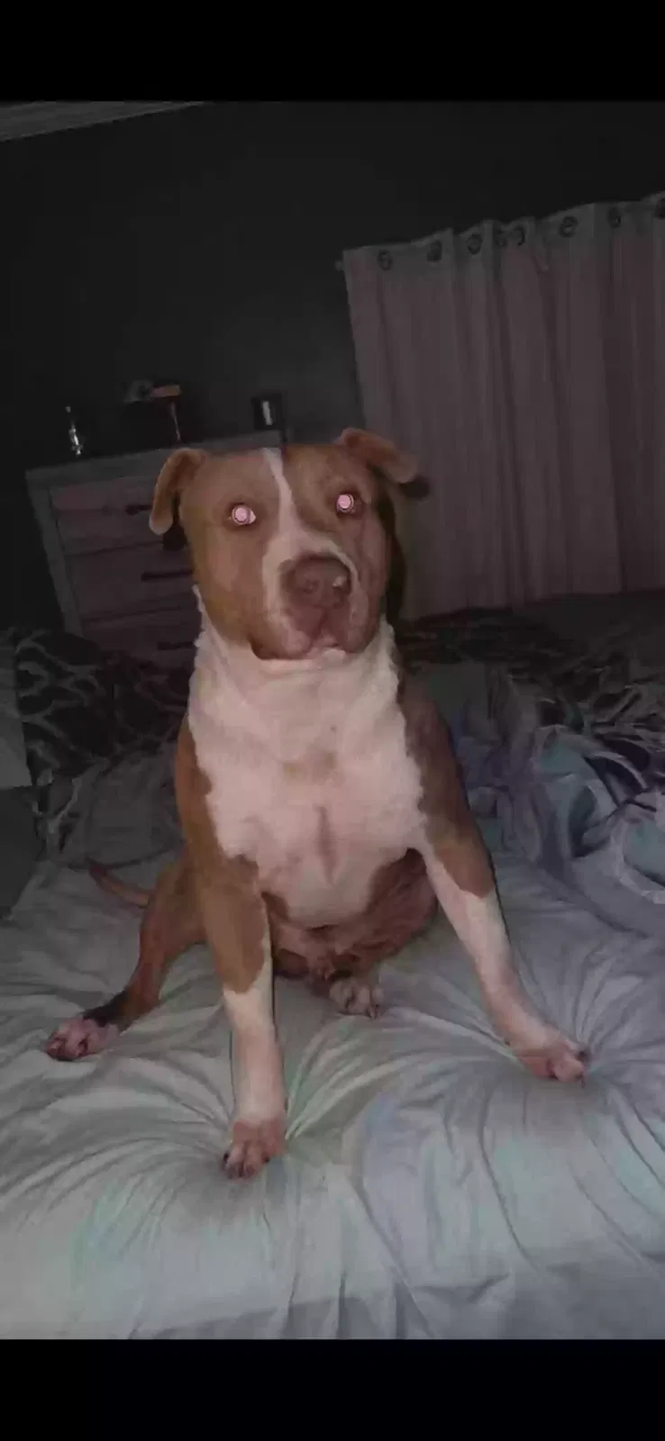 Lost dog in Sylacauga, AL, 35150