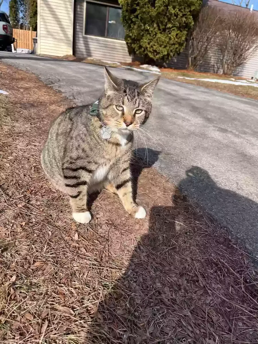 Lost cat in La Porte, IN, 46350