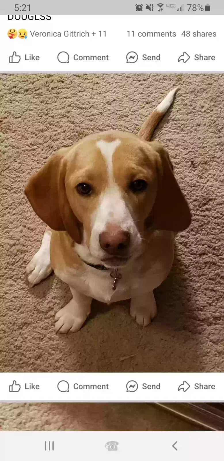 Lost dog in Wichita, KS, 67209