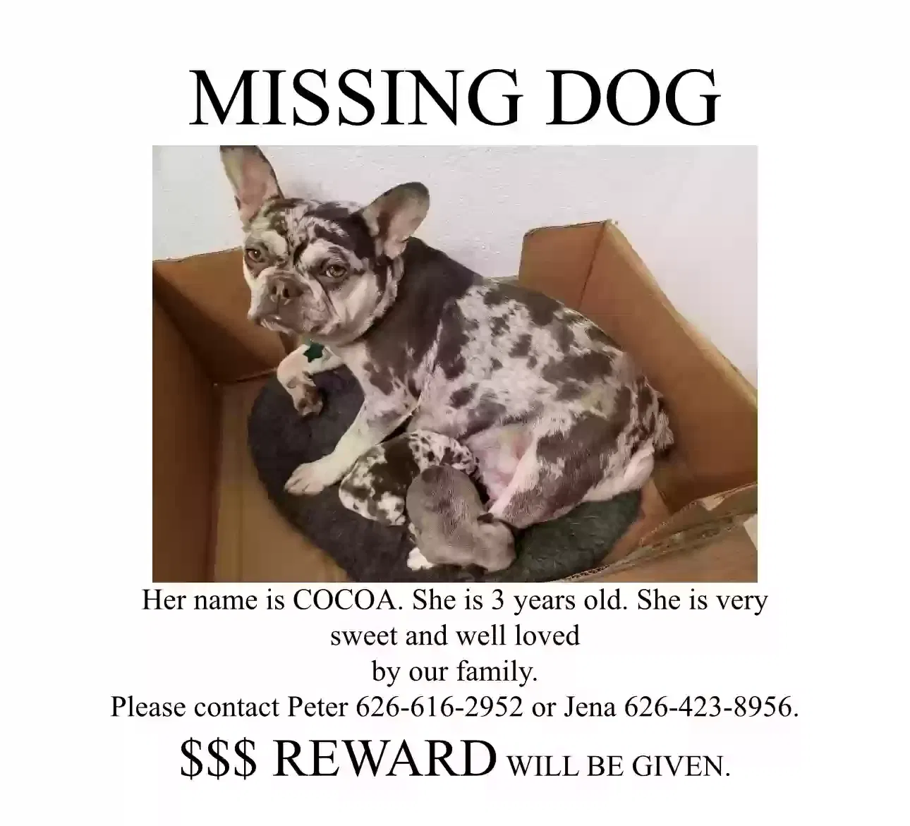 Lost dog in Baldwin Park, CA, 91706