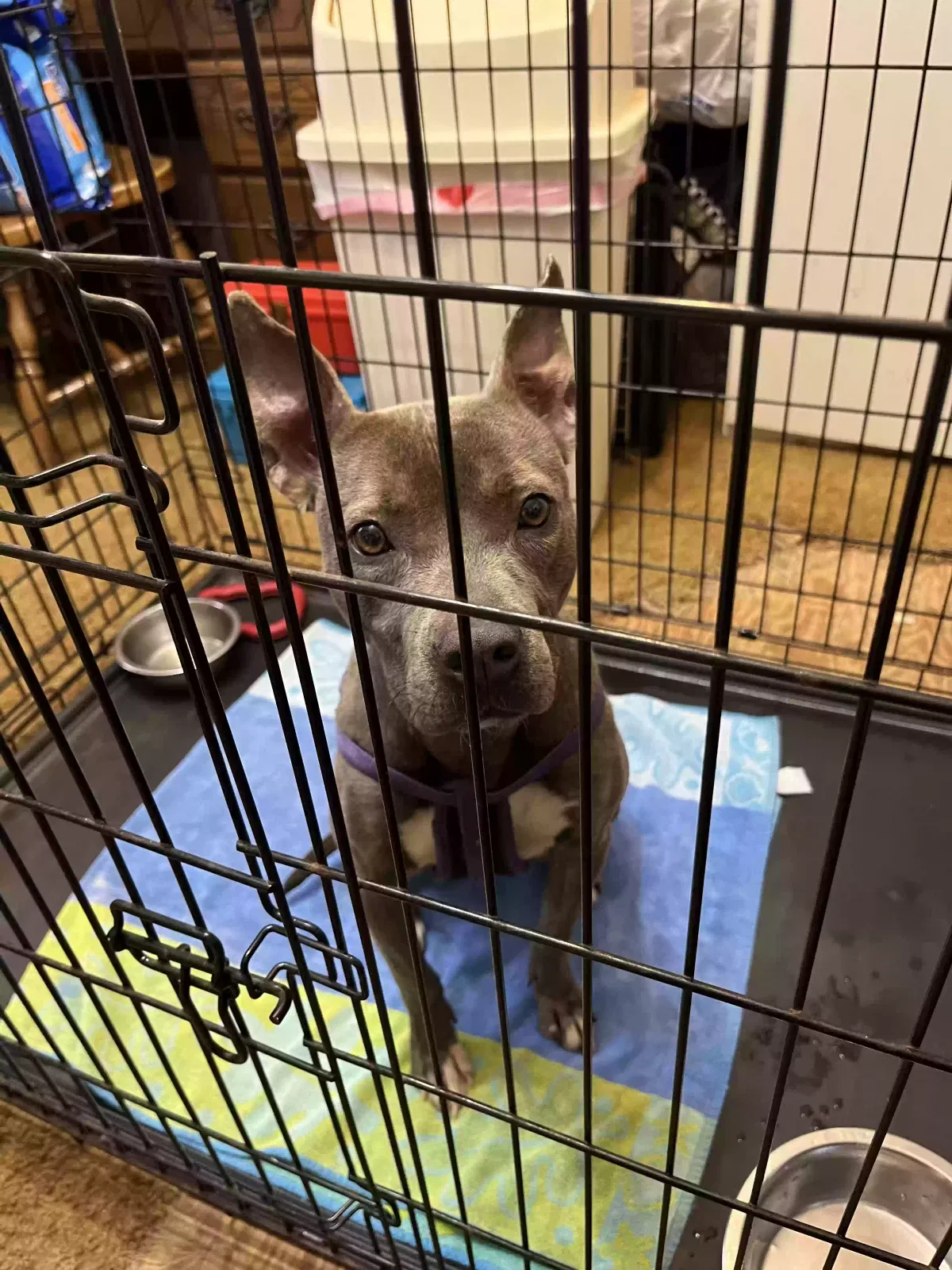 Found dog in Stockbridge, GA, 30281