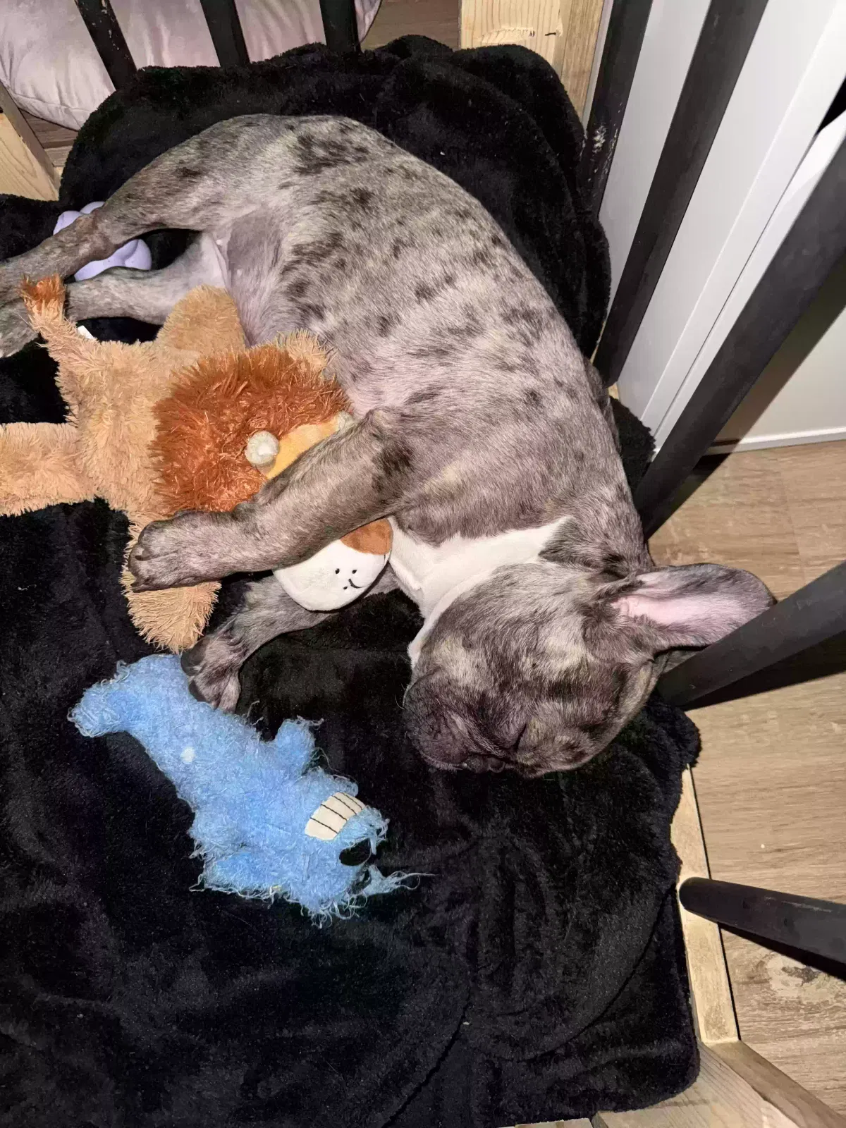 Lost dog in Goodyear, AZ, 85395