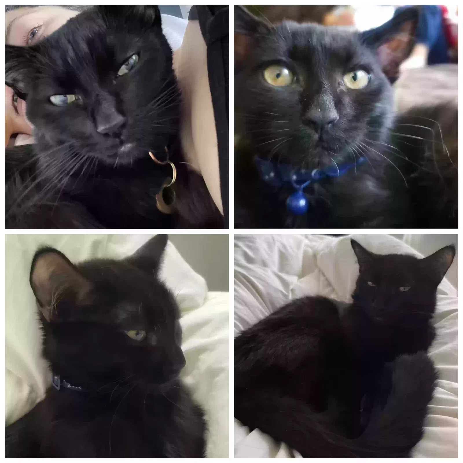 Lost cat in Reno, NV, 89506