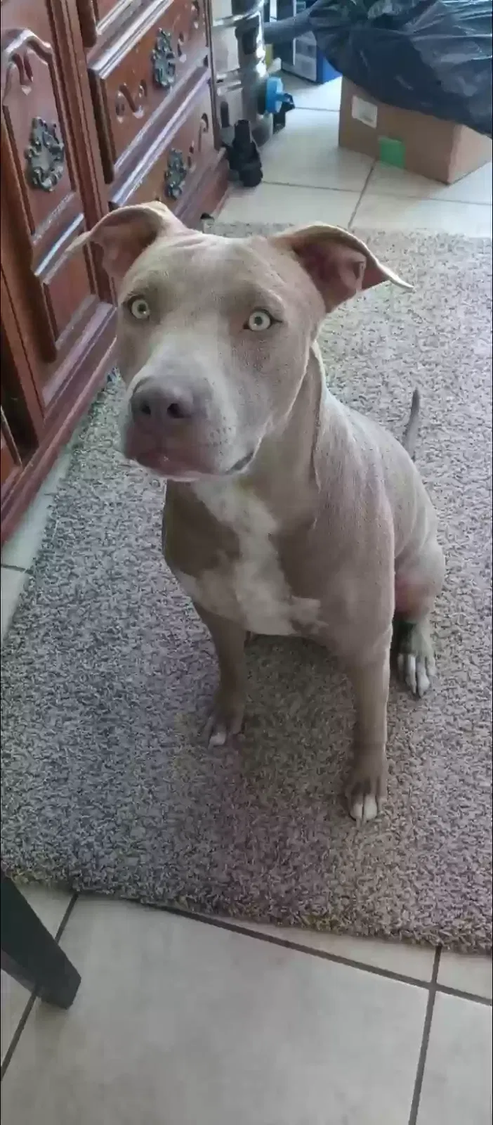 Lost dog in El Paso, TX, 79907