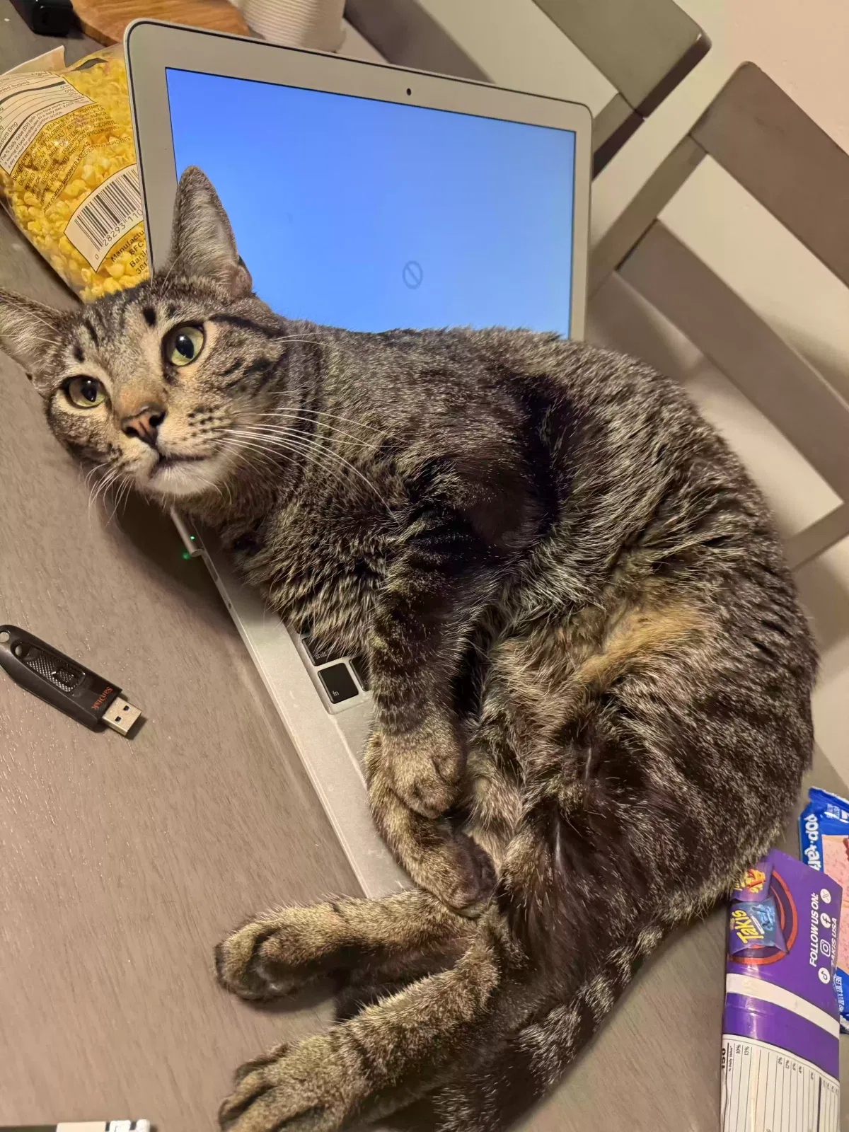 Lost cat in Oklahoma City, OK, 73119