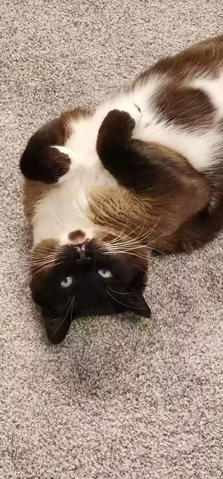 Lost cat in Thornton, CO, 80241