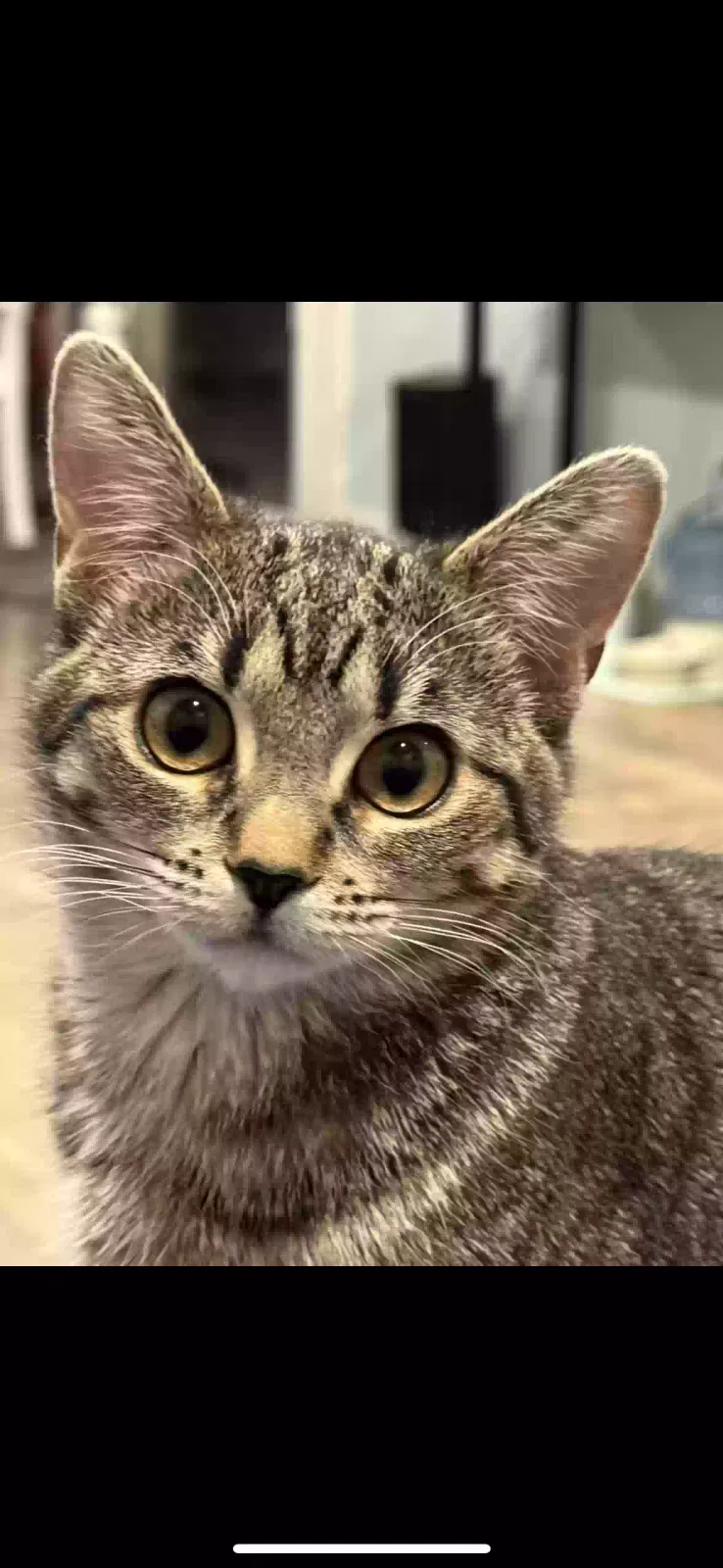 Lost cat in Arvada, CO, 80003