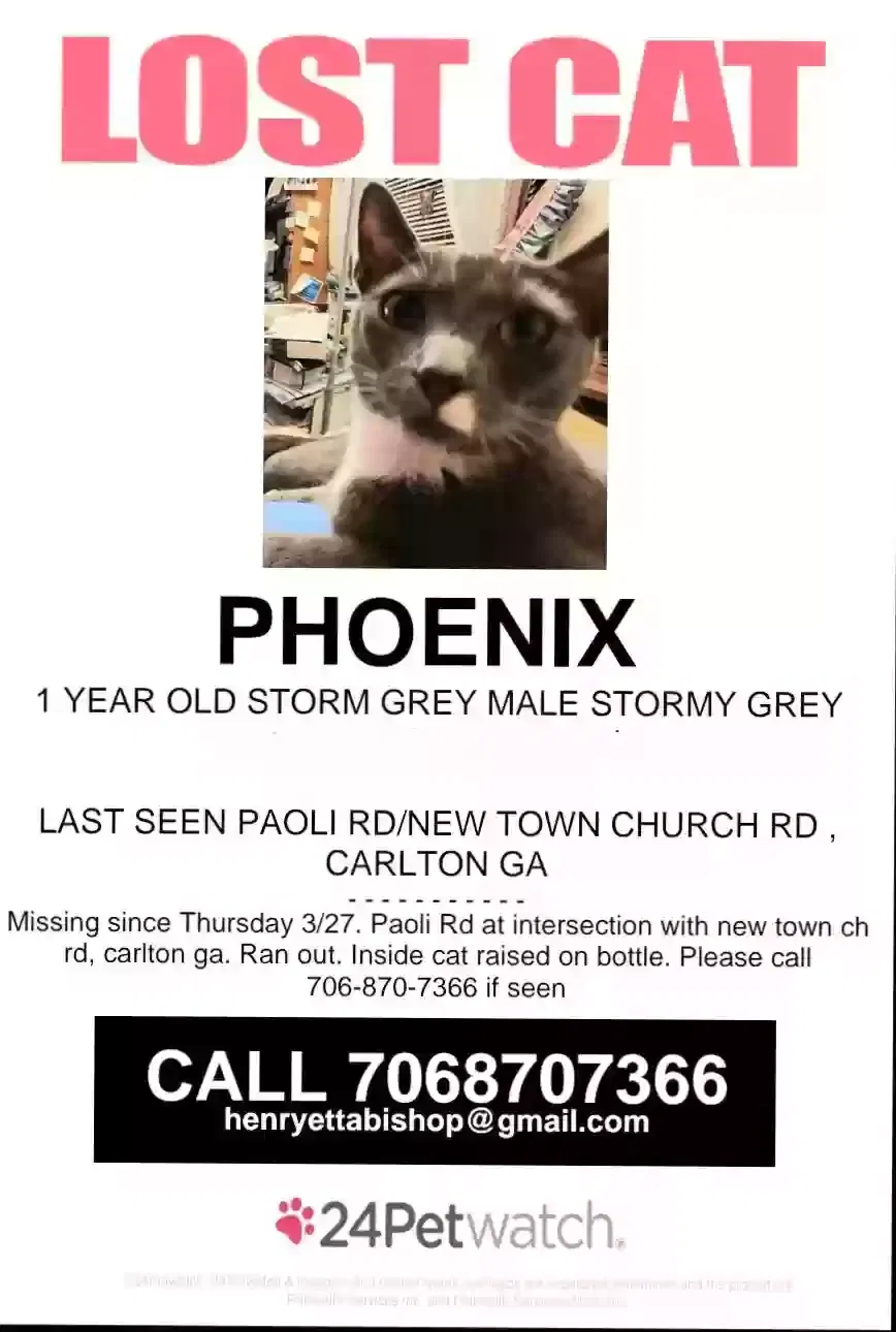 Lost cat in Carlton, GA, 30627