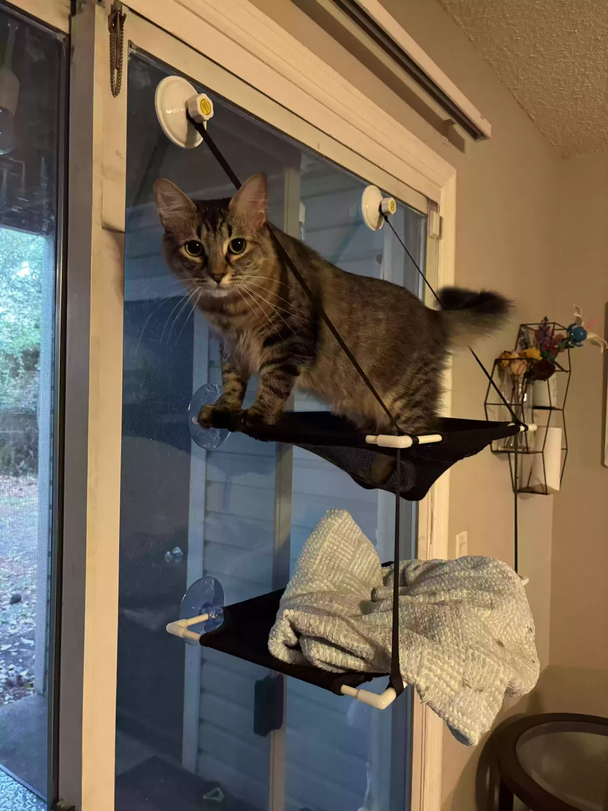 Lost cat in Jacksonville, FL, 32258