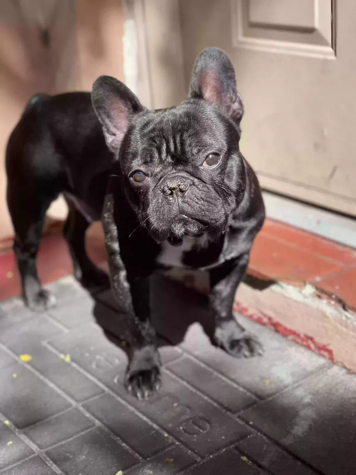 Lost dog in Miami, FL, 33174