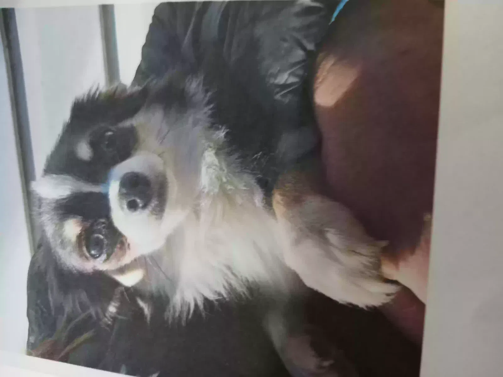 Lost dog in Howe, OK, 74940