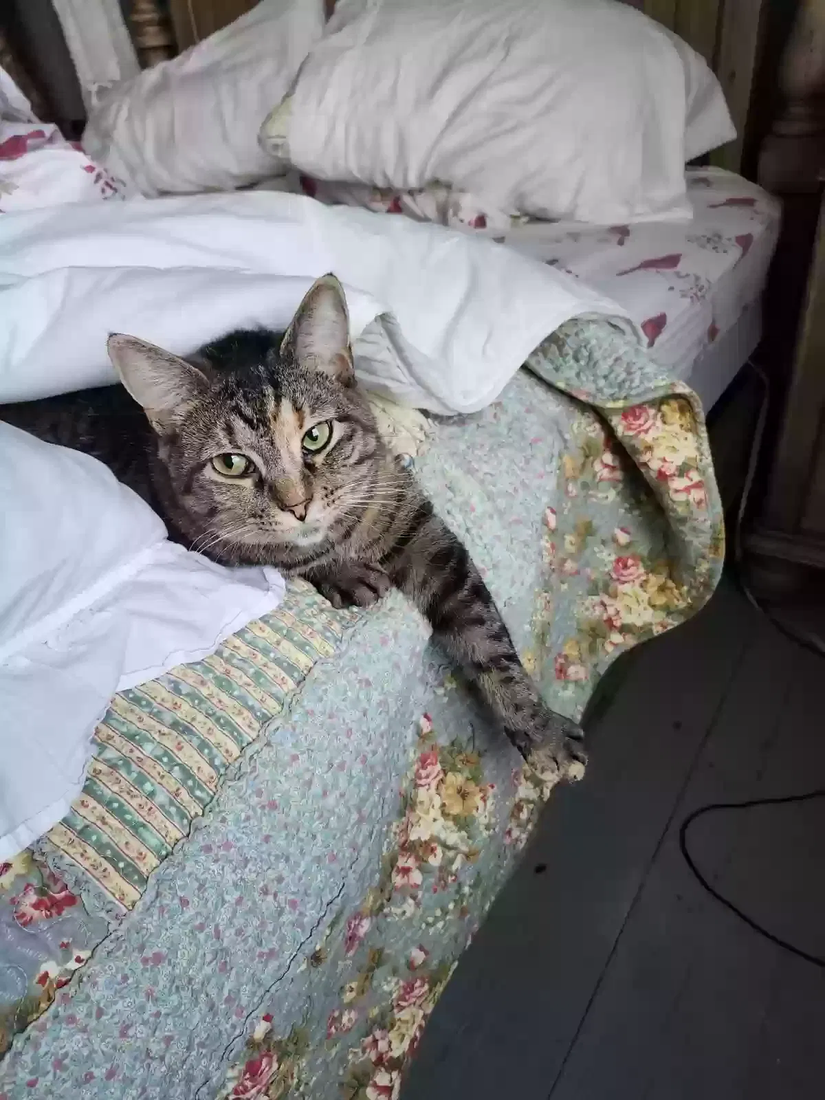 Lost cat in Indianapolis, IN, 46203