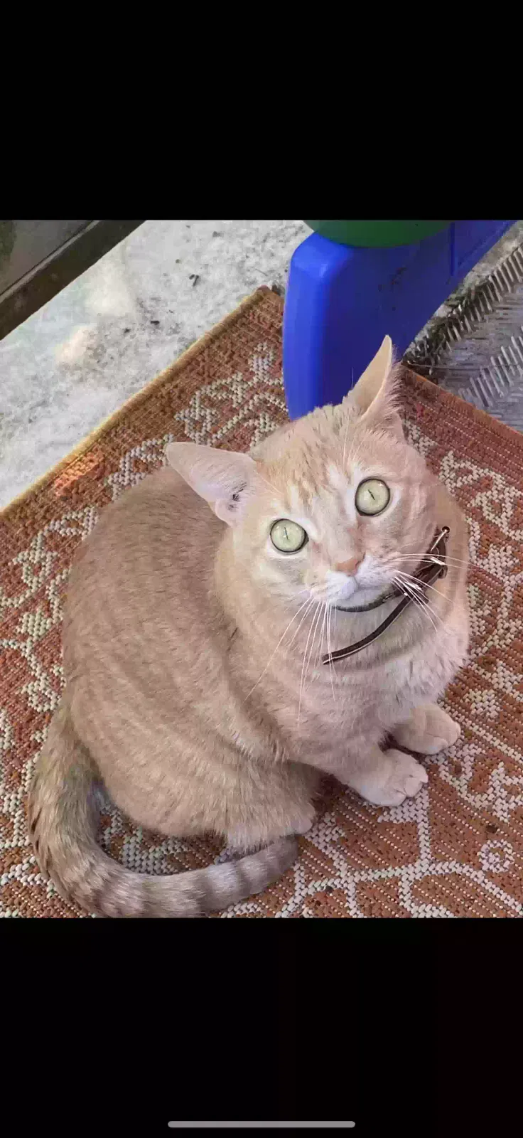 Lost cat in Pflugerville, TX, 78660