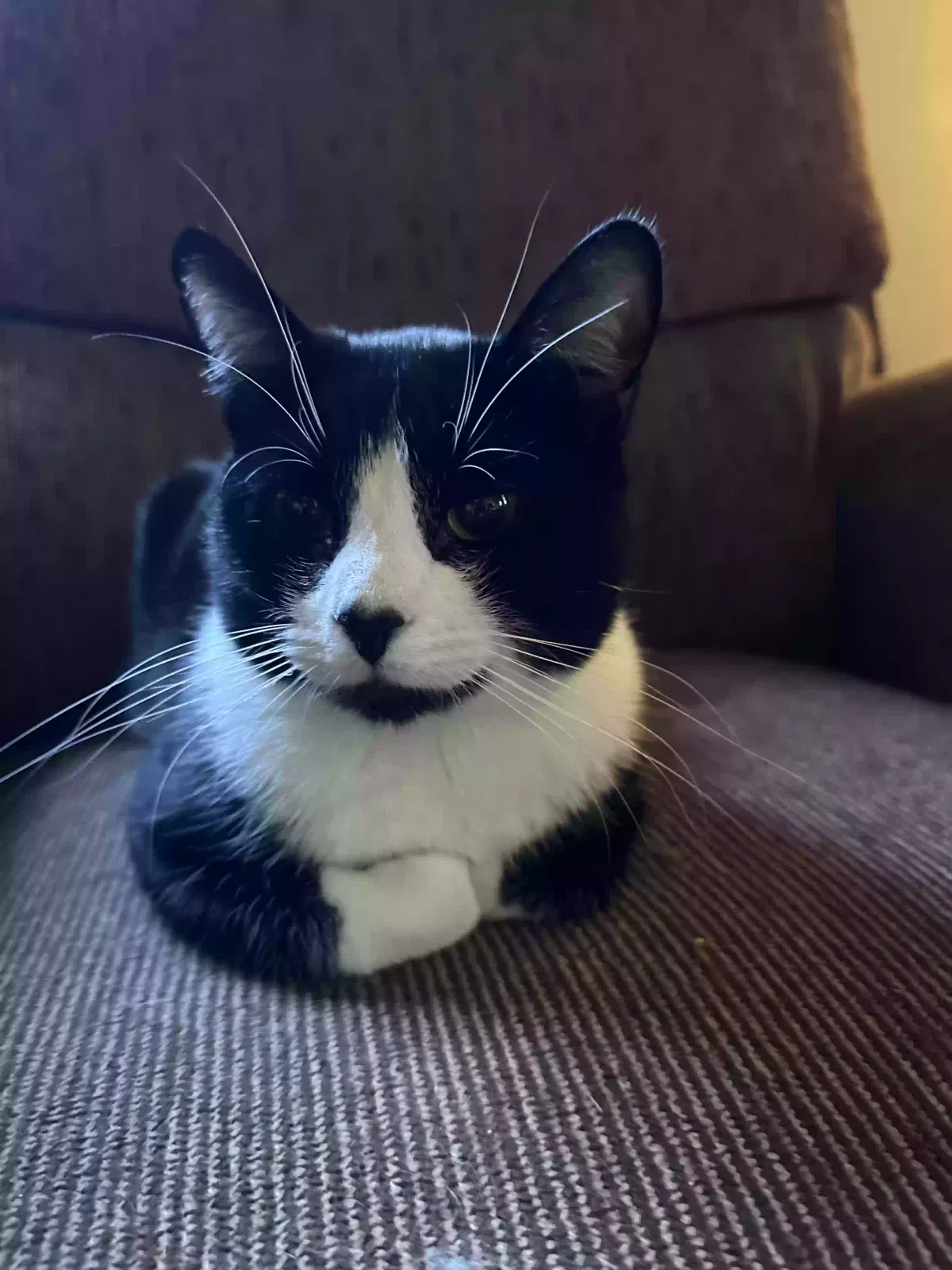 Lost cat in Kannapolis, NC, 28081