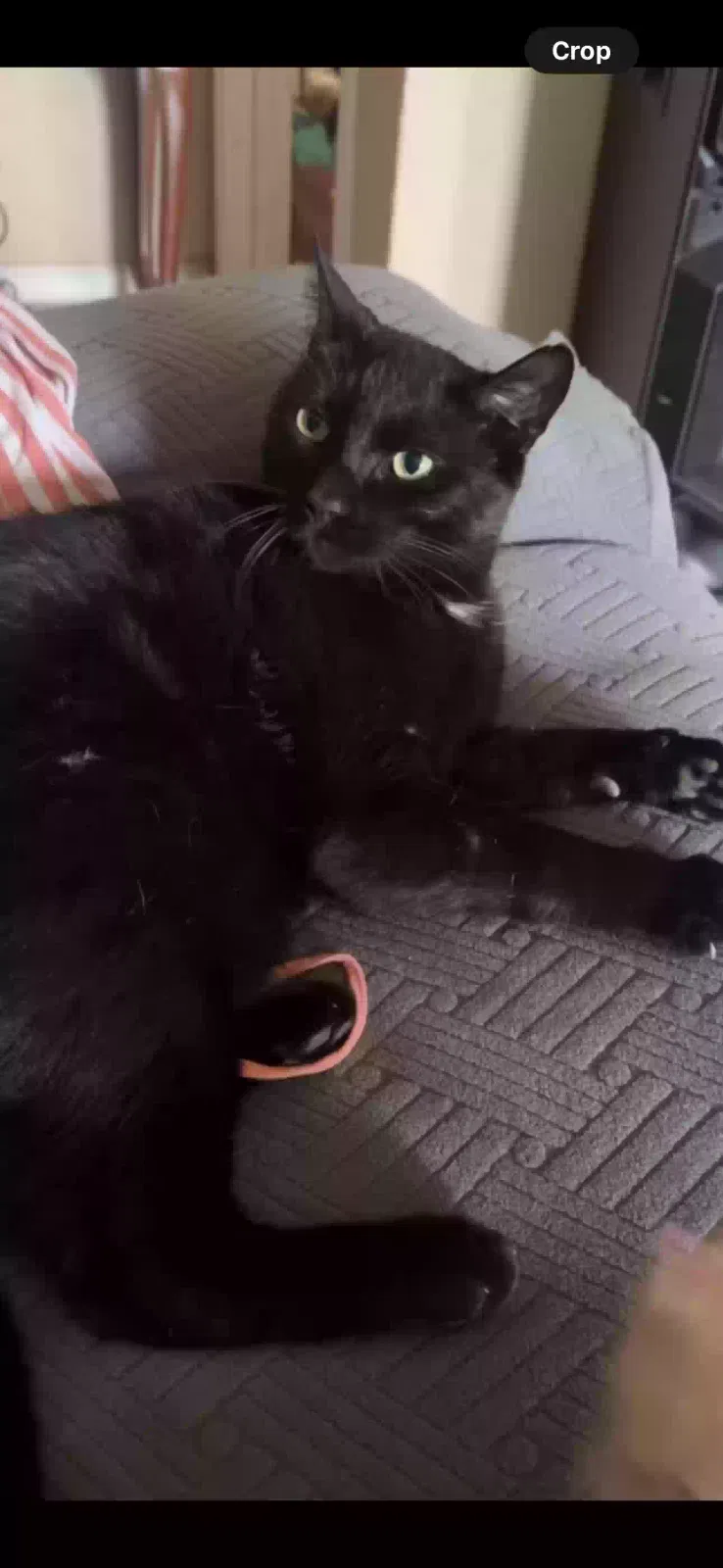Lost cat in San Bernardino, CA, 92407