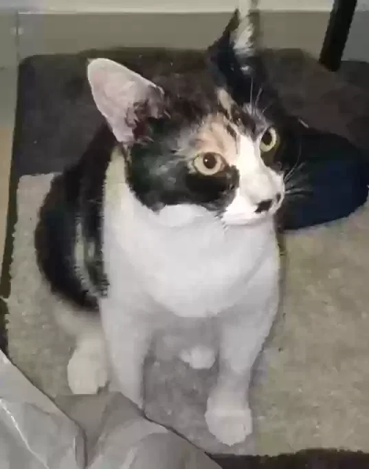 Lost cat in Los Angeles, CA, 90002