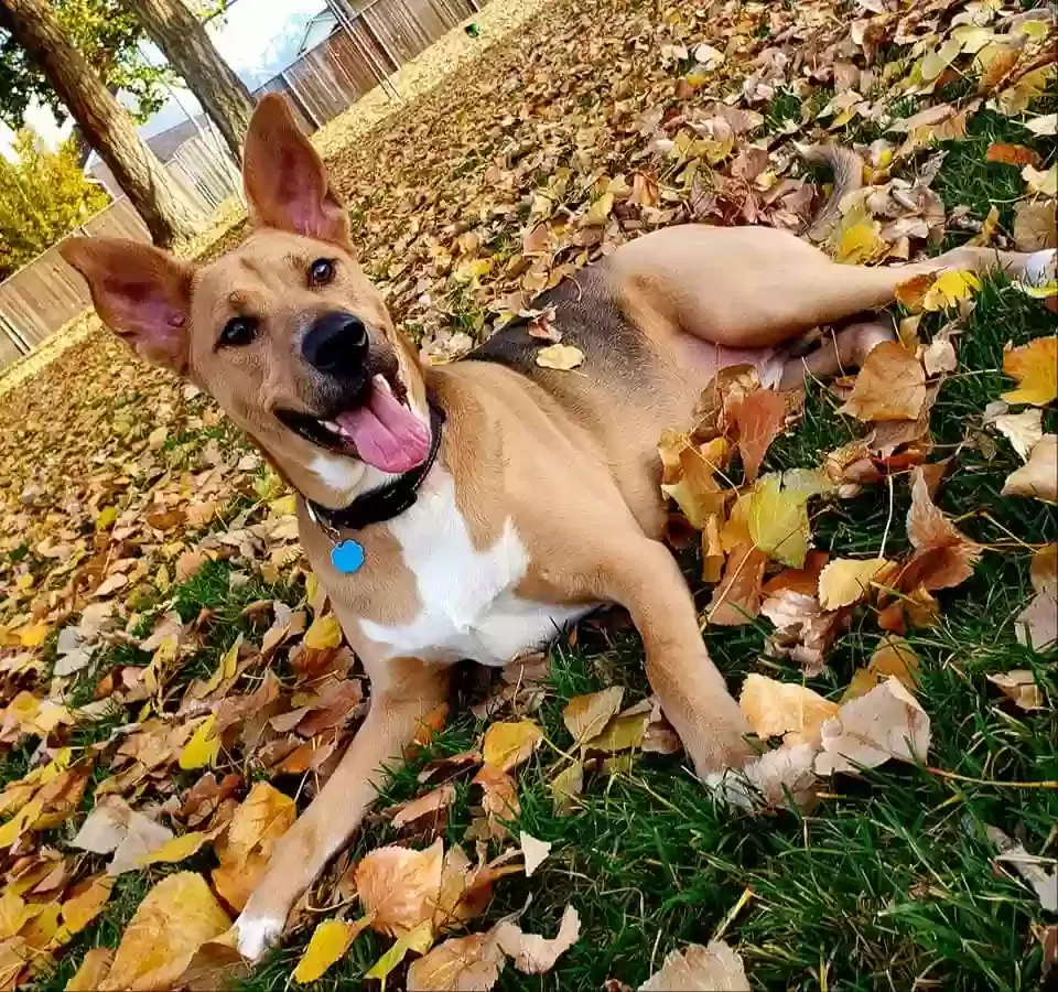 Lost dog in Salt Lake City, UT, 84119