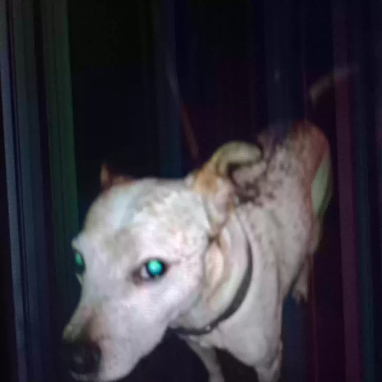 Lost dog in Hot Springs National Park, AR, 71913