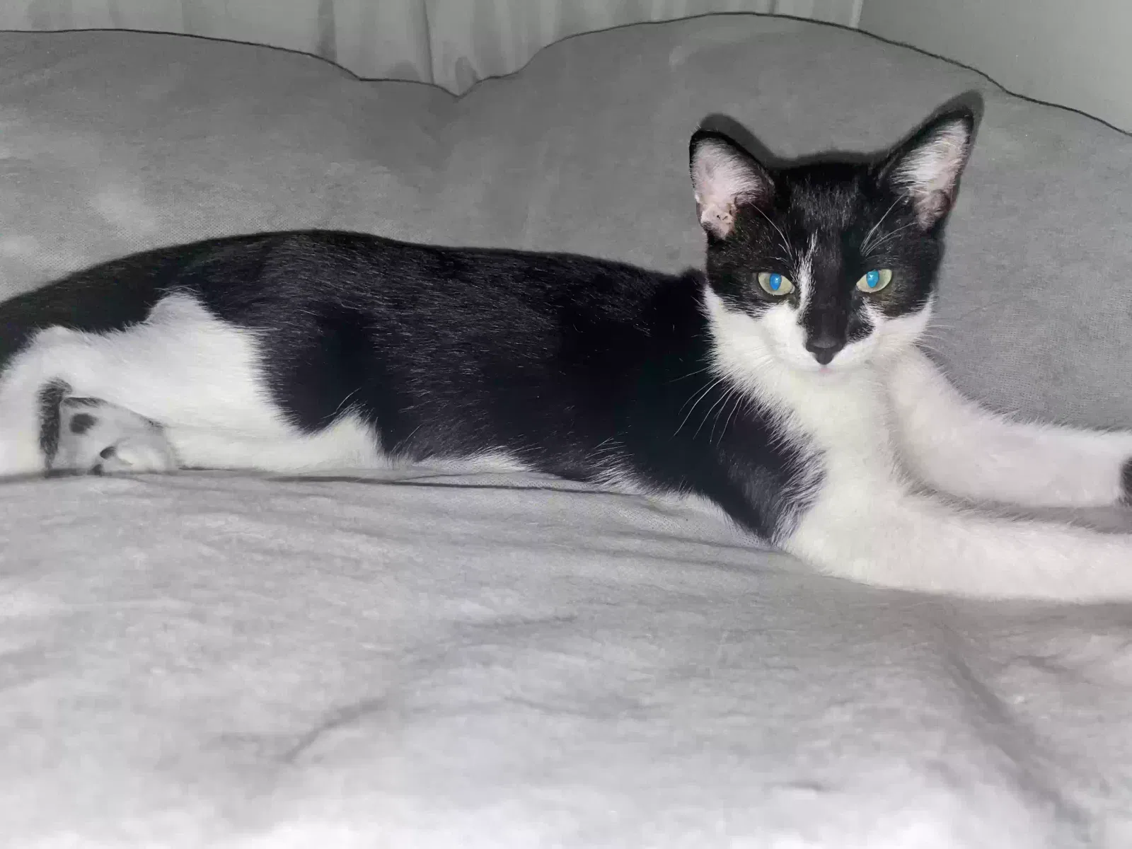 Lost cat in Chicago, IL, 60651