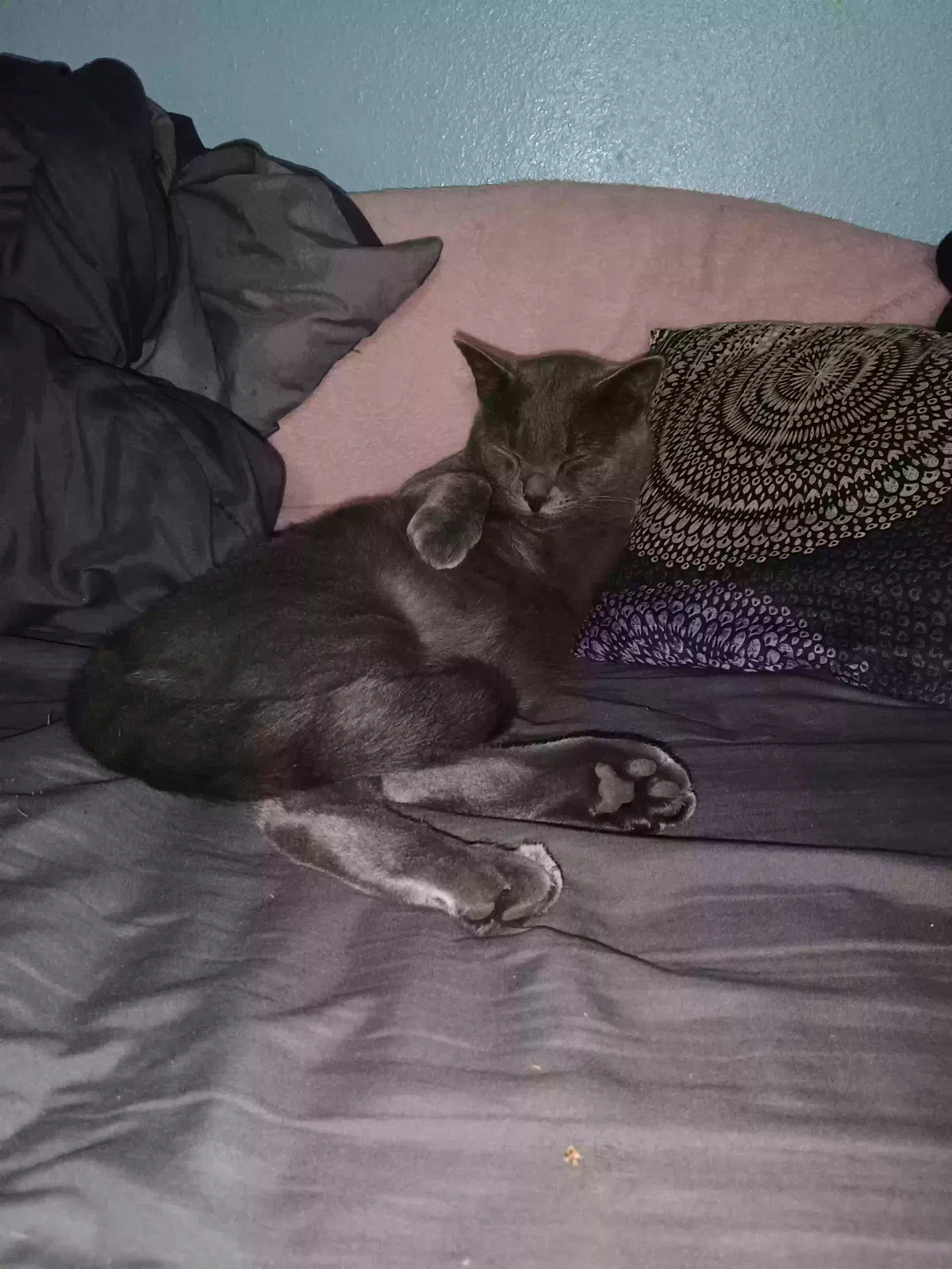 Lost cat in San Antonio, TX, 78201