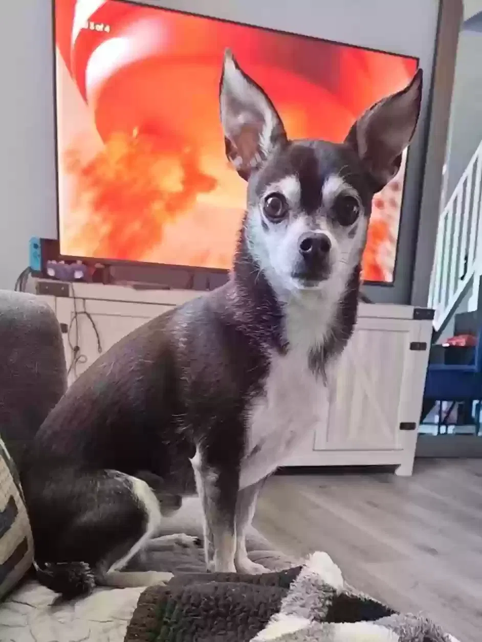 Lost dog in Norman, OK, 73071