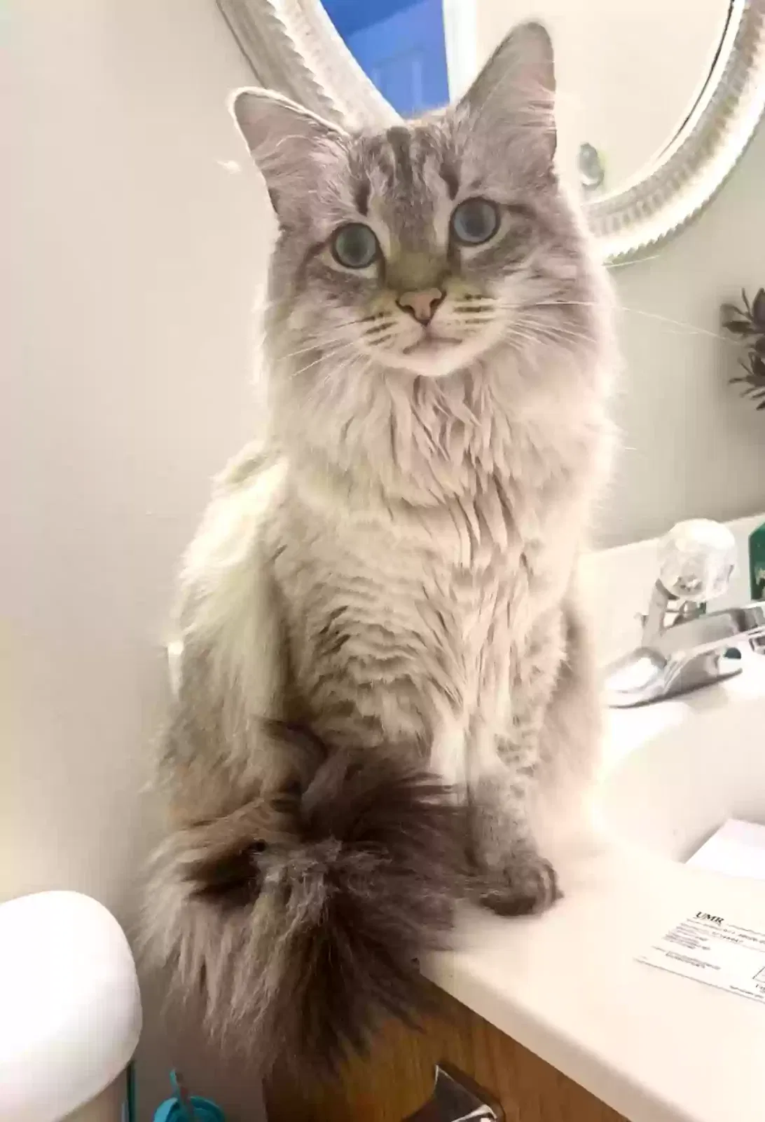 Lost cat in Corryton, TN, 37721