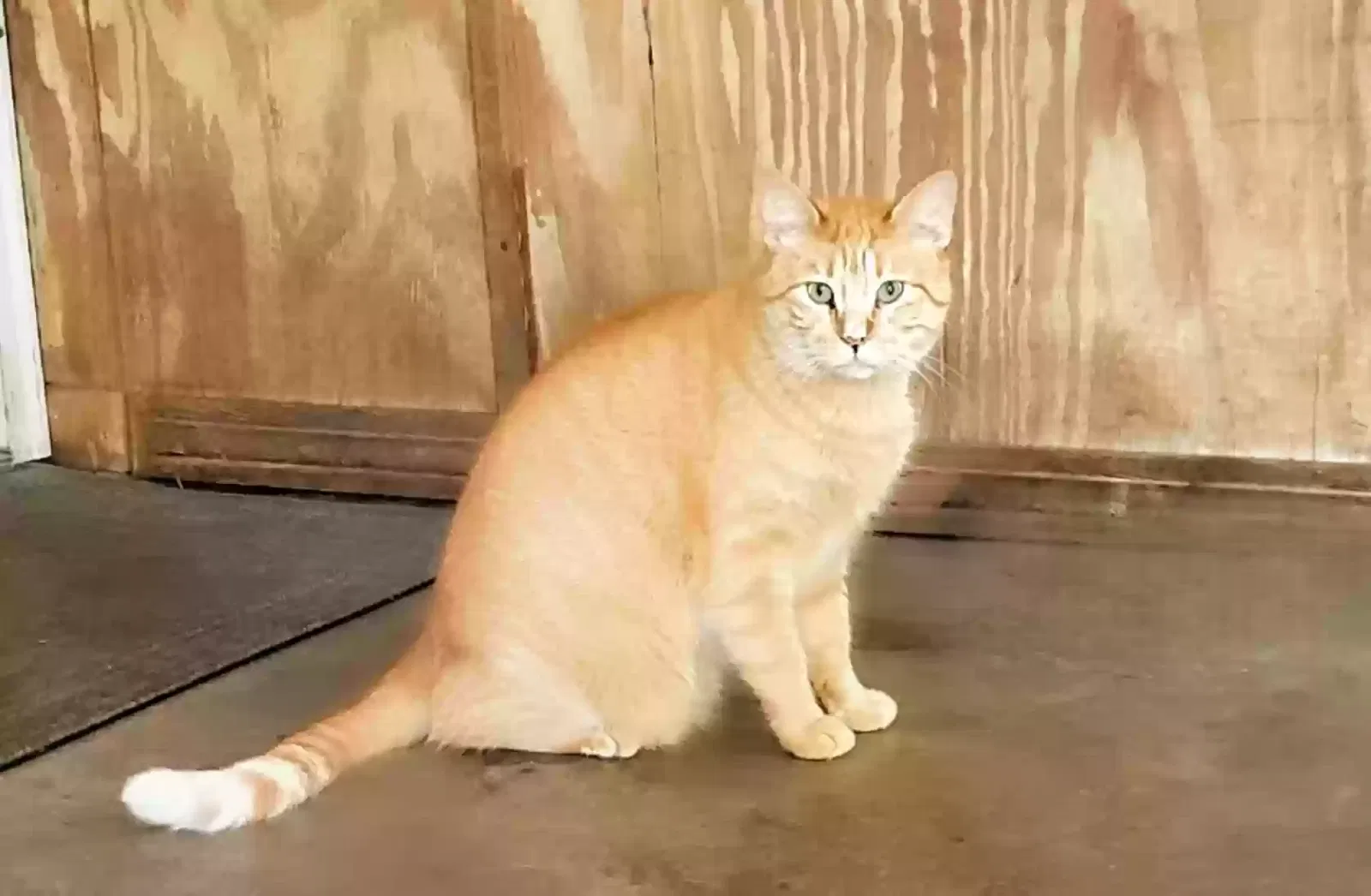 Lost cat in Bayou La Batre, AL, 36509