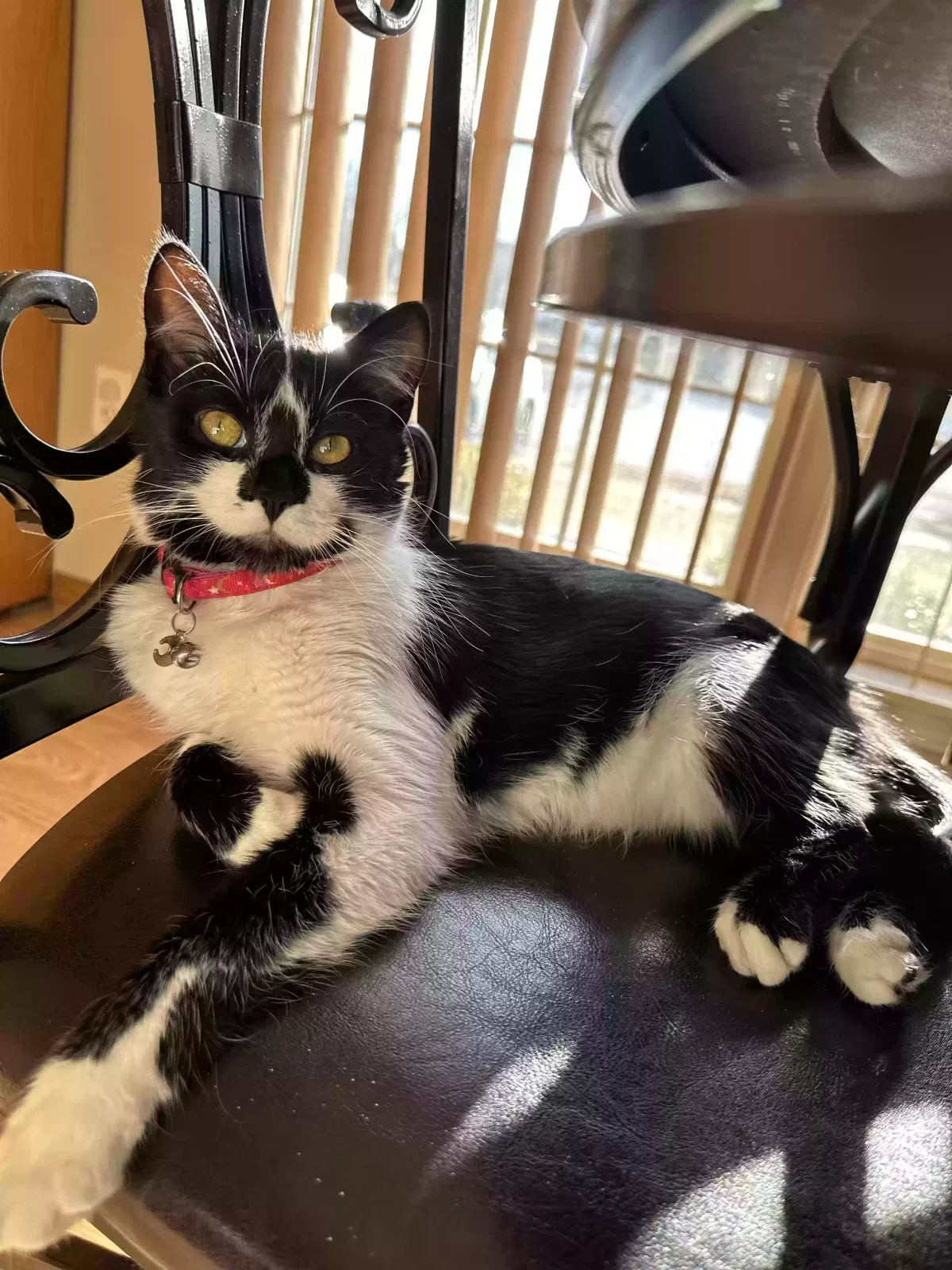 Missing Cat
