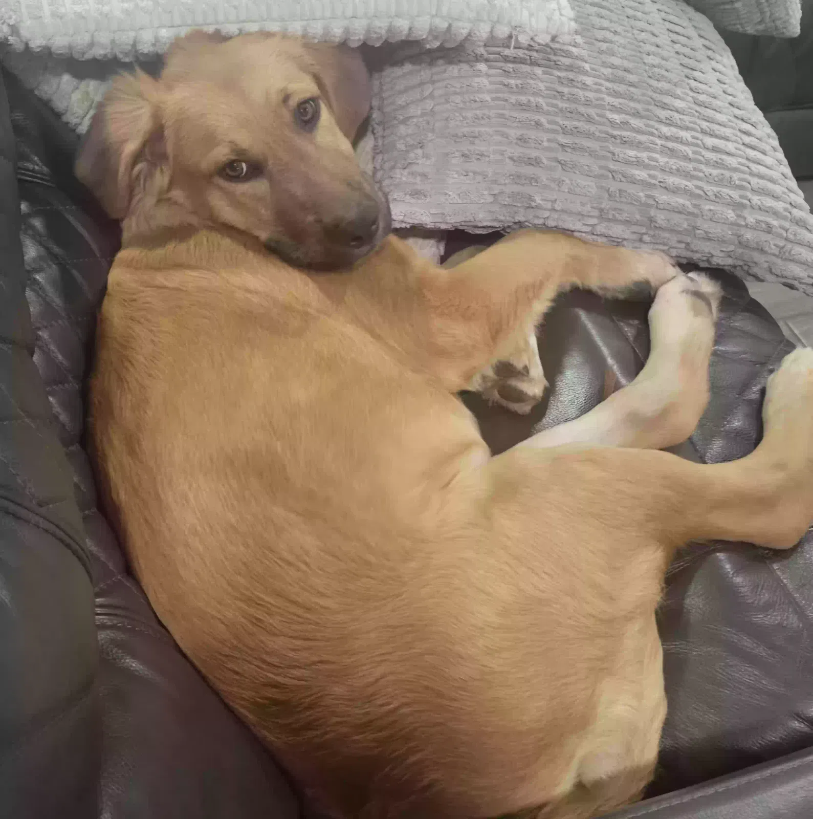 Lost dog in Houston, TX, 77040