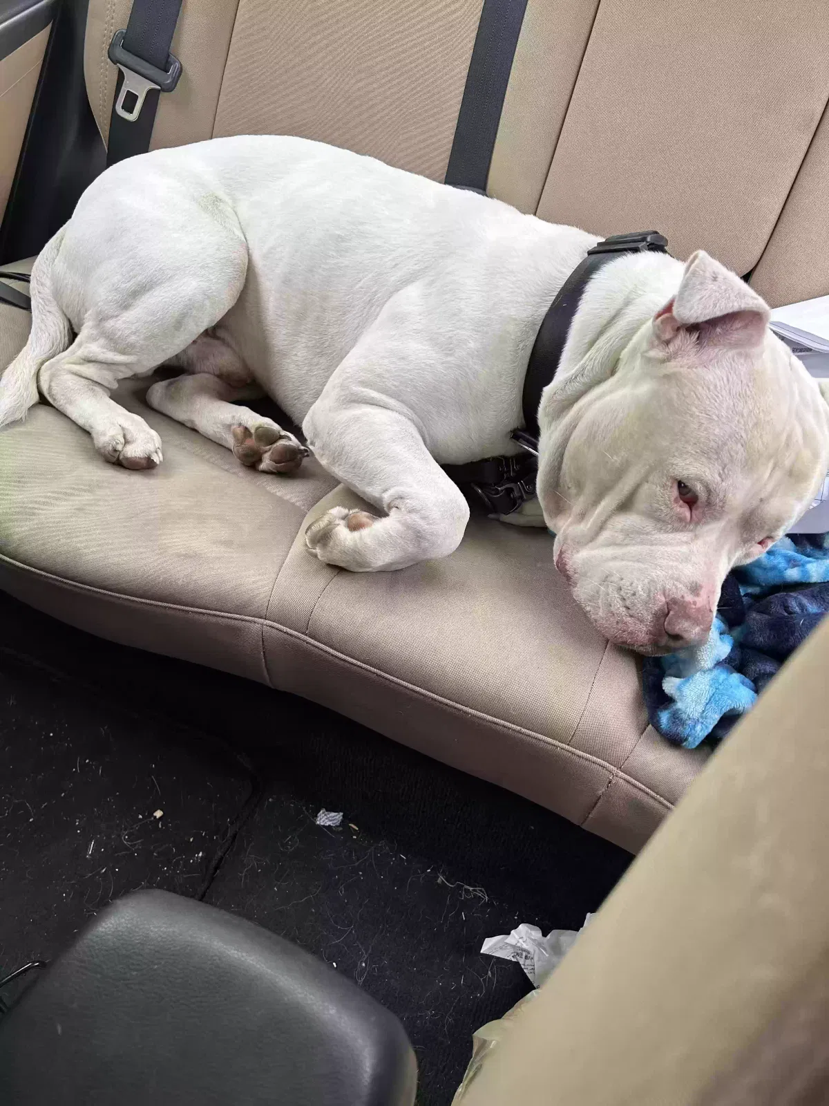 Found dog in Akron, OH, 44314