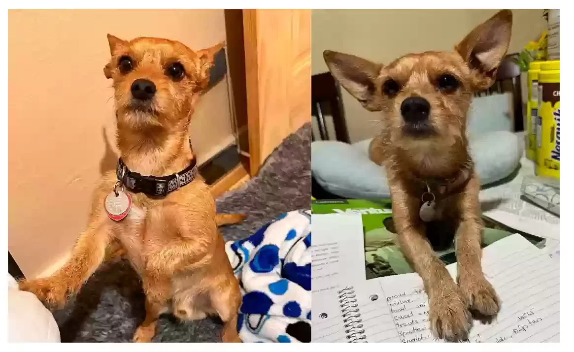 Lost dog in Albuquerque, NM, 87107
