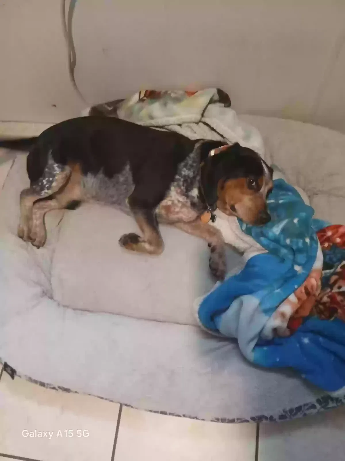 Lost dog in Alabaster, AL, 35007