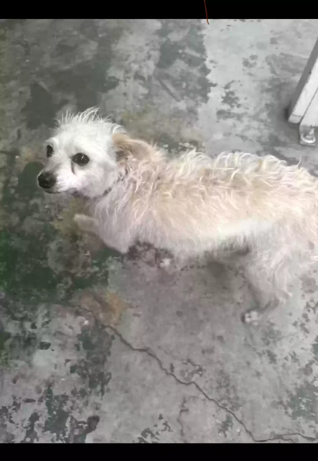 Lost dog in San Fernando, CA, 91340