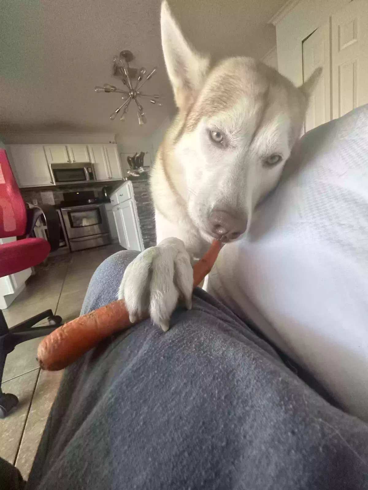 Lost dog in Kissimmee, FL, 34759