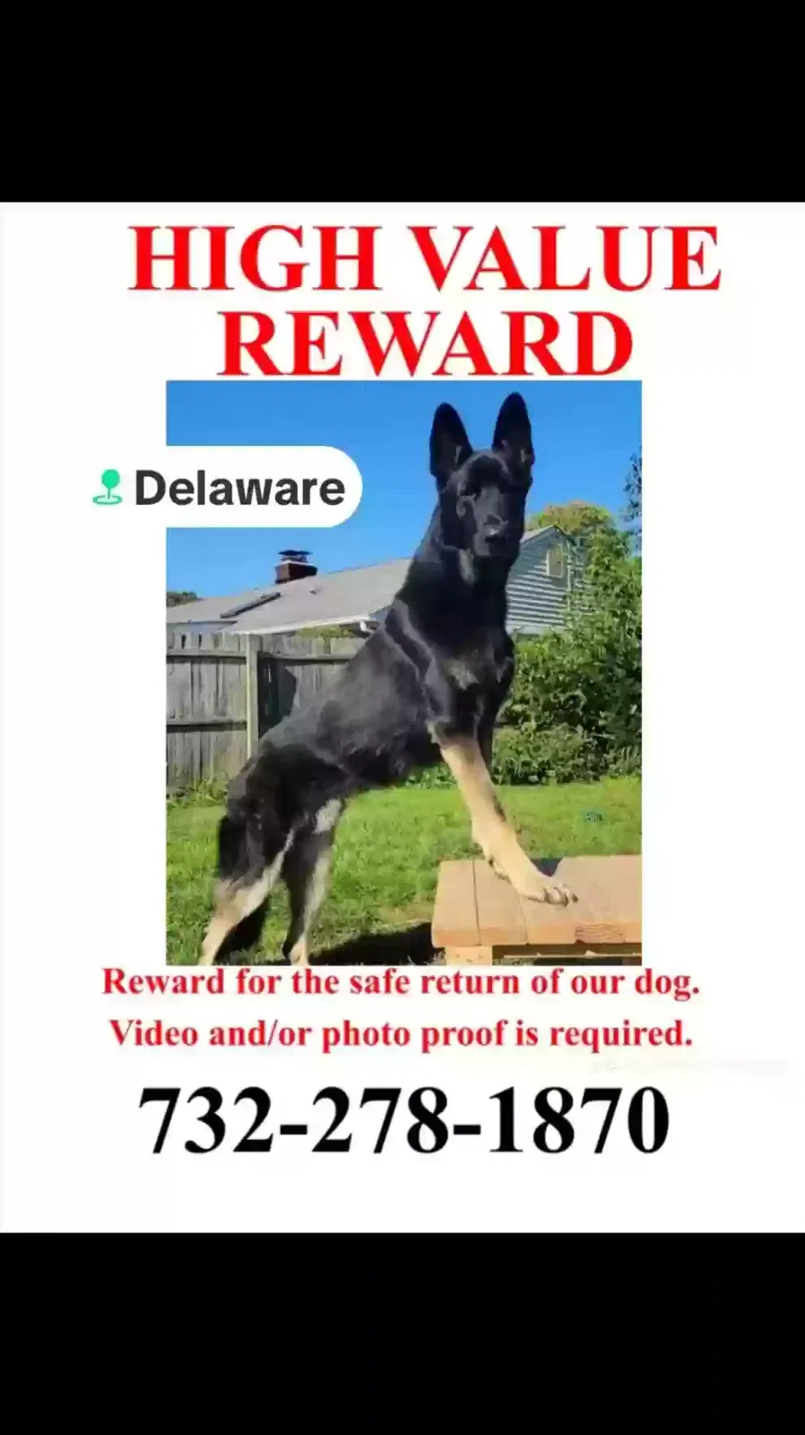 Lost dog in New Castle, DE, 19720