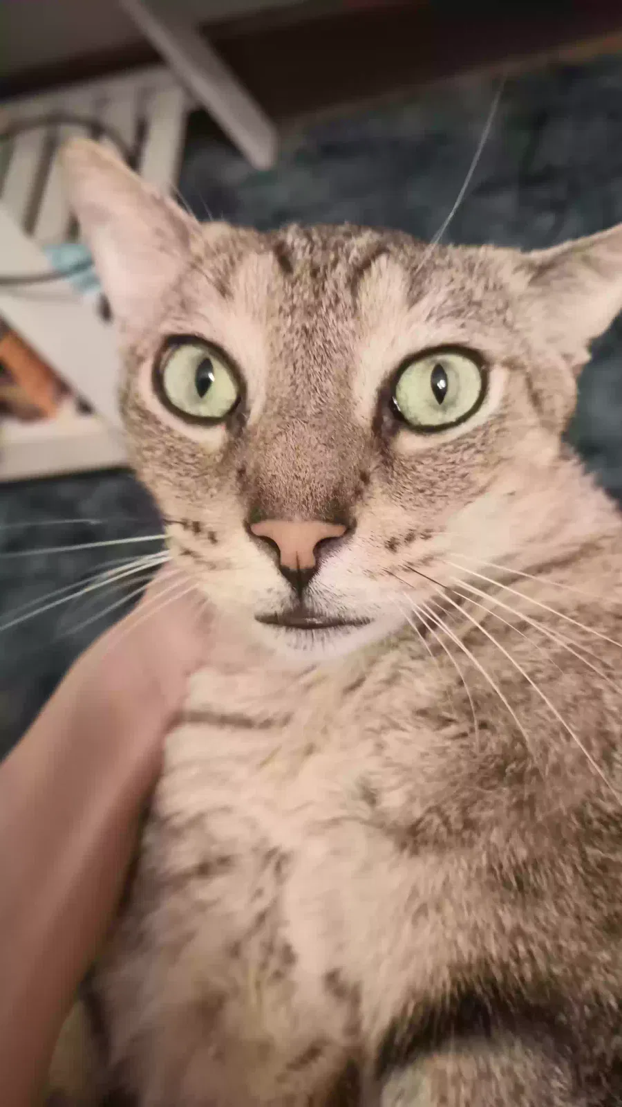Lost cat in Livingston, KY, 40445