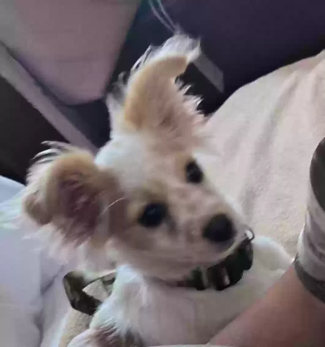 Lost dog in French Camp, CA, 95231