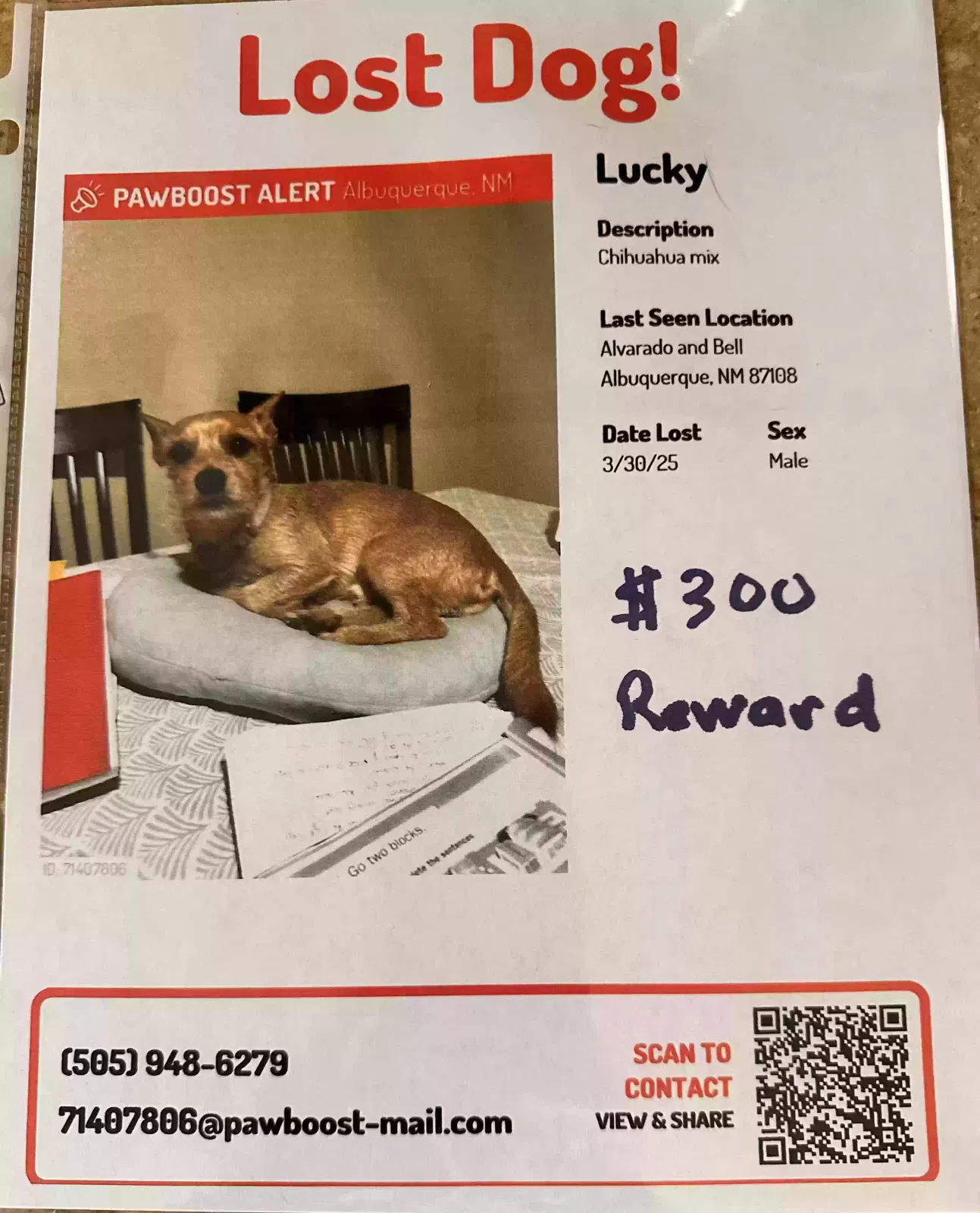 Lost dog in Albuquerque, NM, 87108
